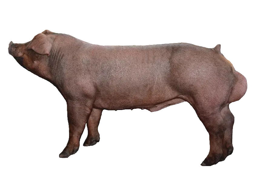 Pig image