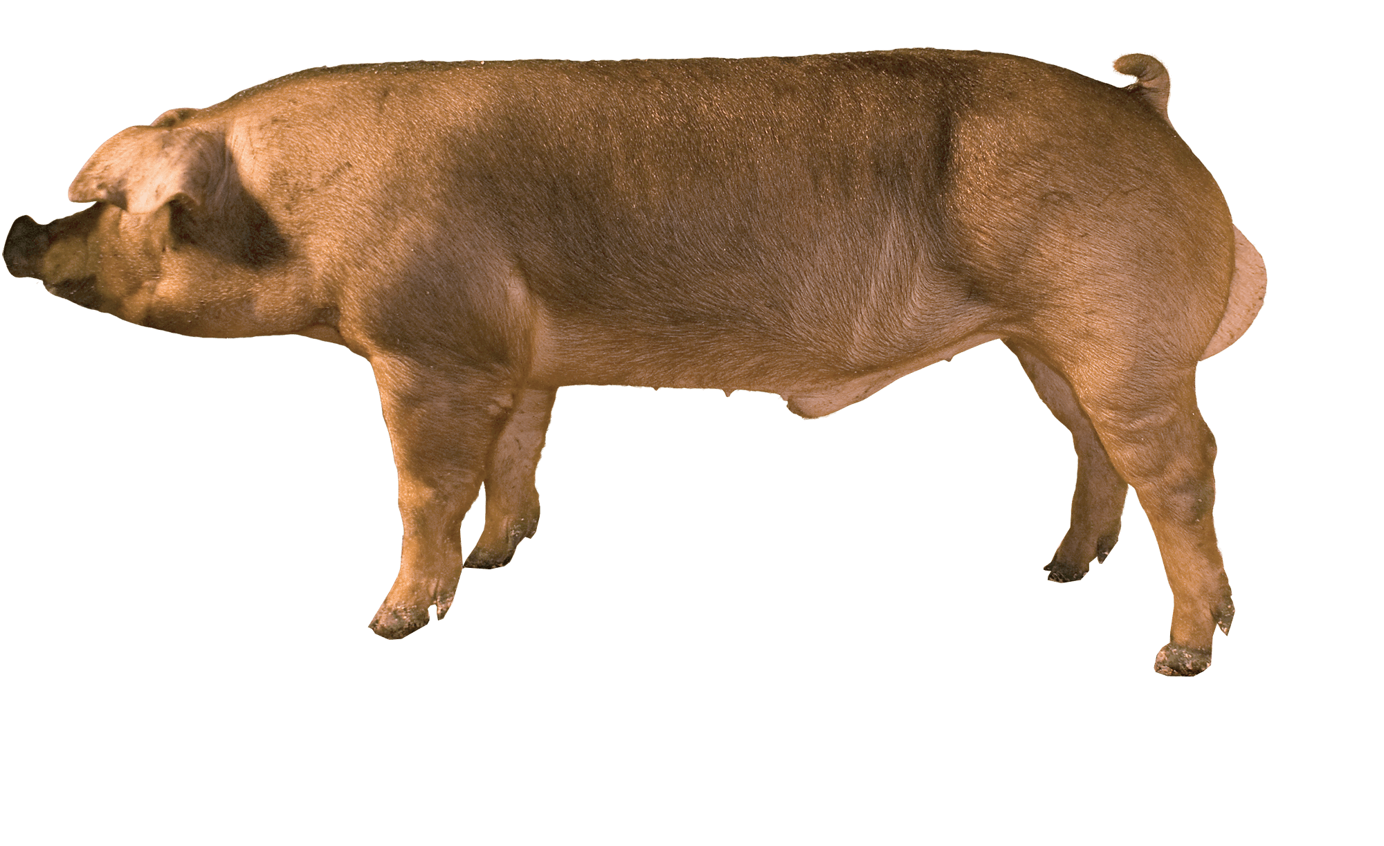 Pig image