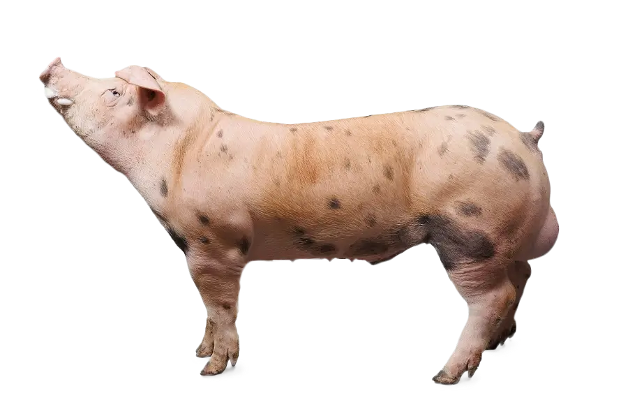 Pig image