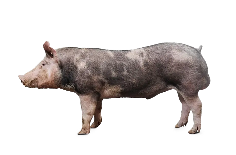 Pig image