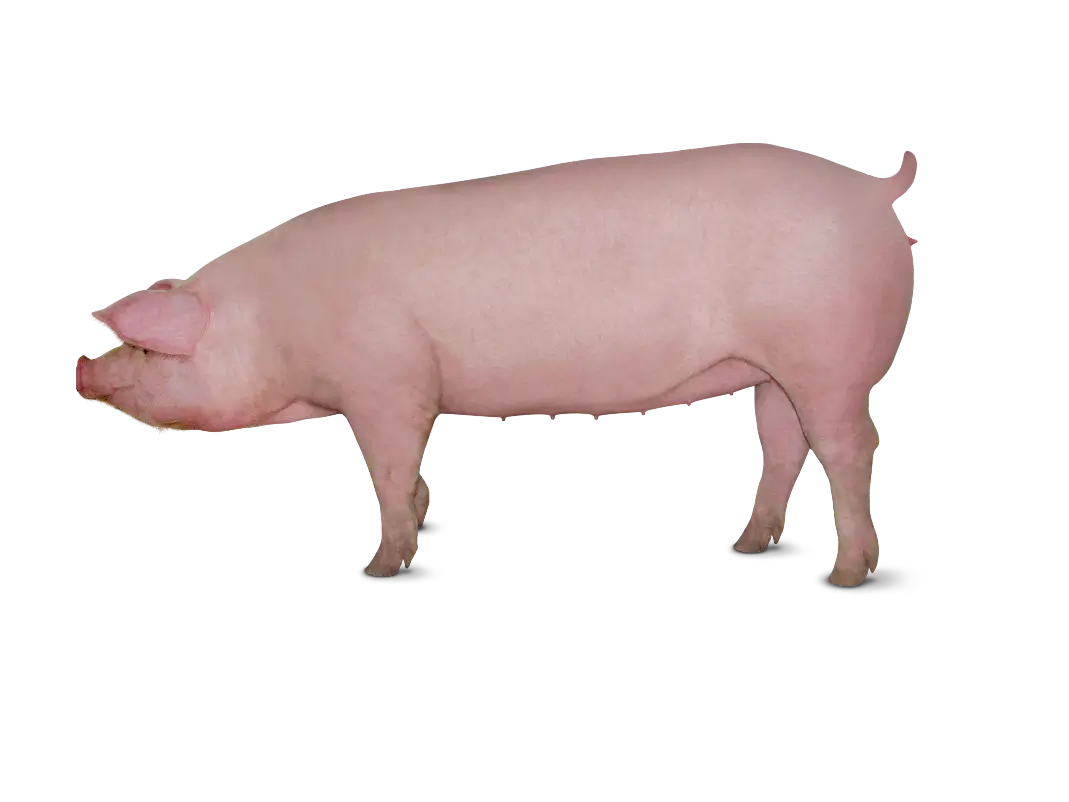 Pig image